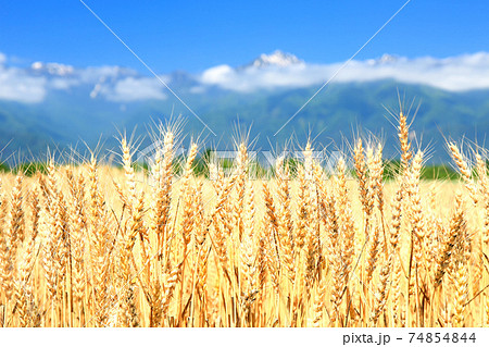 安曇野の麦畑と北アルプス 74854844