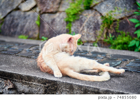 道端の野良猫　尾道　猫　 74855080