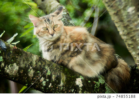 道端の野良猫 尾道 猫 道端の野良猫 尾道 猫 74855188