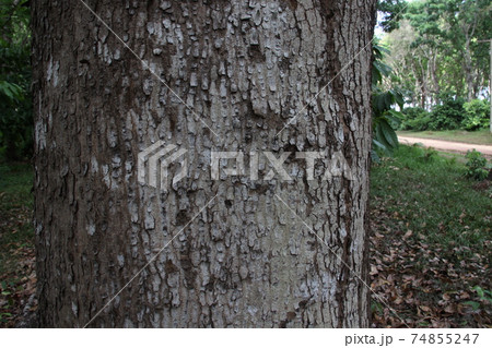 アマゾン産のマホガニー　ブラジル 74855247