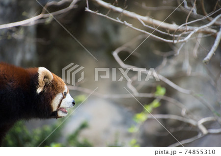 レッサーパンダ 74855310