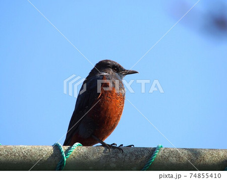 テニスコートのフェンス上で物部川を眺めるイソヒヨドリ 74855410