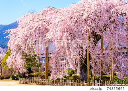 杵原学校の枝垂桜:長野県飯田市 杵原学校の枝垂桜:長野県飯田市 74855665
