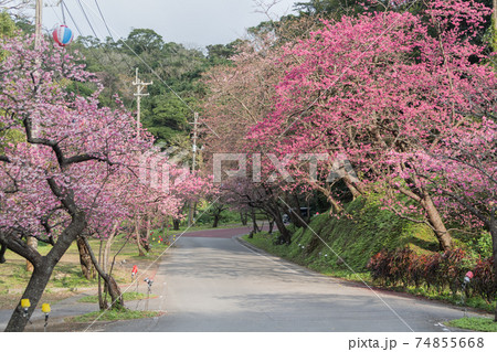 沖縄の桜の名所、八重岳の桜が満開 74855668