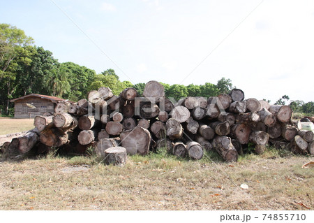 アマゾン産のマホガニー　ブラジル 74855710