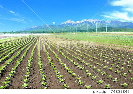 野辺山高原のキャベツ畑と八ヶ岳 野辺山高原のキャベツ畑と八ヶ岳 74855845