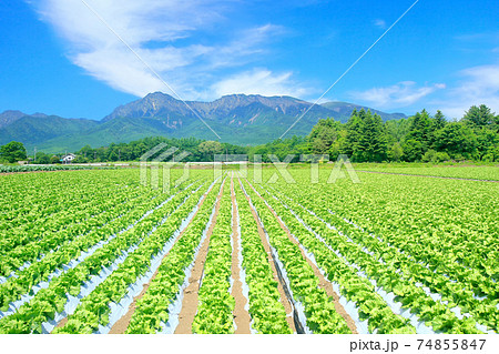 野辺山高原のレタス畑と八ヶ岳 74855847