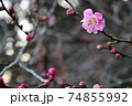 丸い蕾とピンクの花びらが可愛い梅の花と春の訪れ 74855992