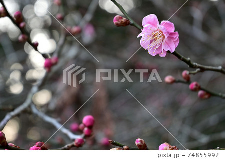 丸い蕾とピンクの花びらが可愛い梅の花と春の訪れの写真素材