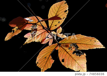 東山動植物園点景 74856036