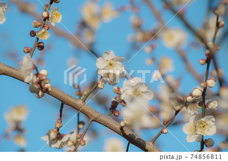 青空の下で咲き始めた梅の花　b-2 フィルム調 74856811