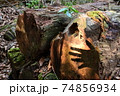 コロナ禍での新しい生活スタイルと懐かくも新しい森林での影絵遊び 74856934