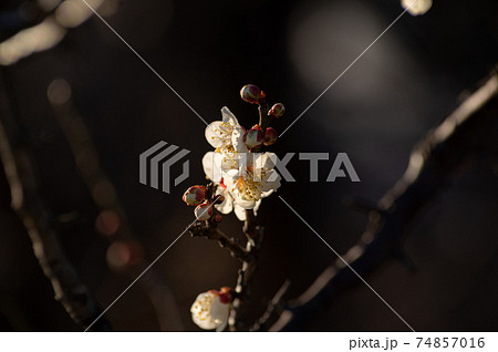 木洩れ日の下で咲き始めた梅の花　a-1 74857016