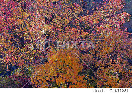 東山動植物園点景 74857081