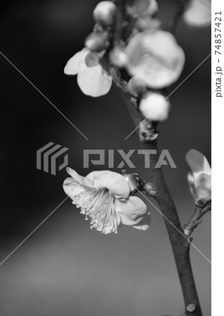 一枝の白梅（モノクロ）　開花した白梅（モノクロ）　　　　 74857421