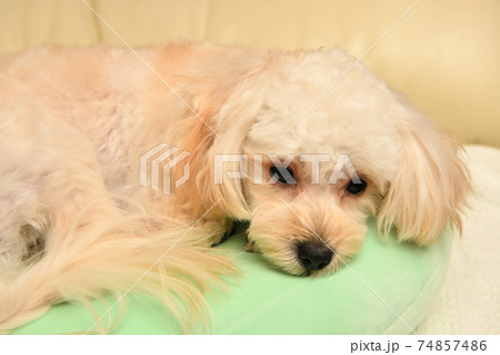 物思い中のマルプー 物思い中のマルプー 74857486