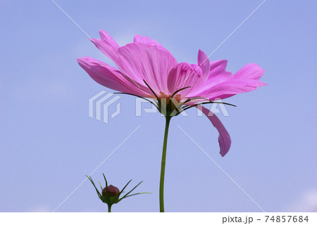 ピンクのコスモス 秋桜 が秋風に揺れて清々しいの写真素材