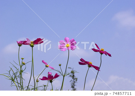 ピンクのコスモス（秋桜）が秋風に揺れて清々しい 74857711