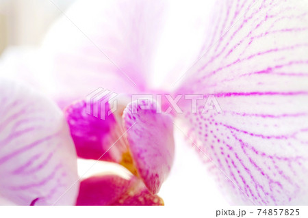 コチョウラン 74857825