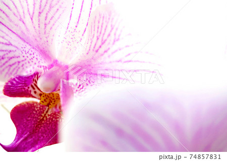 コチョウラン 74857831