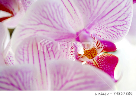 コチョウラン 74857836