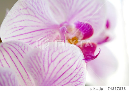 コチョウラン 74857838