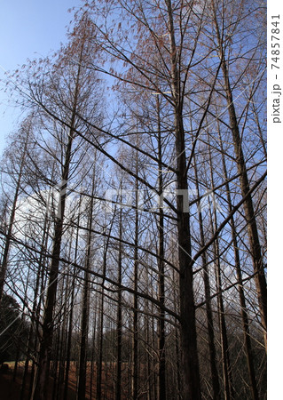 冬に枯れても悠然とそびえて魅力的なメタセコイアの並木 74857841
