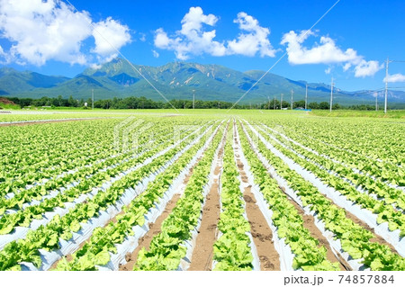 野辺山高原のレタス畑と八ヶ岳 74857884