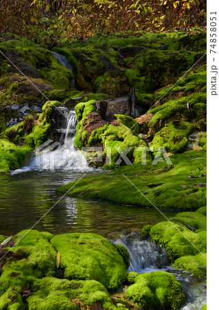 水辺に自生するチャツボミゴケ 水辺に自生するチャツボミゴケ 74858051