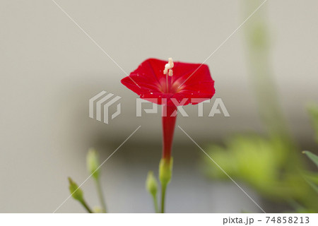 ハゴロモルコウソウ(羽衣縷紅草)の真紅の花が鮮やか ハゴロモルコウソウ(羽衣縷紅草)の真紅の花が鮮やか 74858213