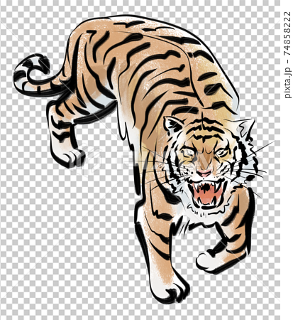 見上げながら威嚇する虎 カラー のイラスト素材