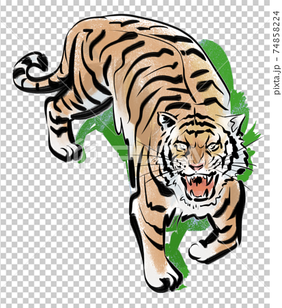 A menacing tiger looking up from the grass-color - Stock Illustration  [74858224] - PIXTA