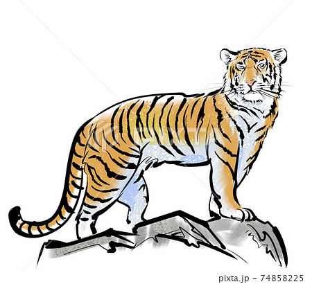 Tiger overlooking from a hill-color - Stock Illustration [74858225] - PIXTA