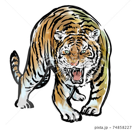 正面から威嚇する虎 カラーのイラスト素材