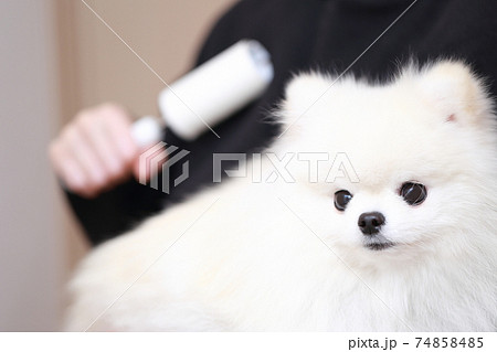 愛犬ポメラニアンを抱っこしたら服に抜け毛が付いたのでコロコロで掃除する女性 愛犬ポメラニアンを抱っこしたら服に抜け毛が付いたのでコロコロで掃除する女性 74858485