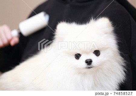 愛犬ポメラニアンを抱っこしたら服に抜け毛が付いたのでコロコロで掃除する女性 74858527