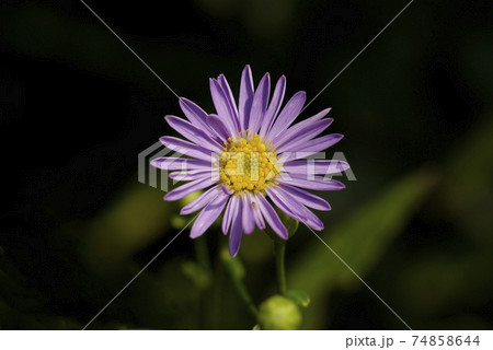 コンギク 紺菊 の紫の花がなんとも優雅で風情たっぷりの写真素材