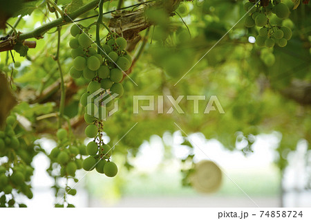 ブドウ 74858724