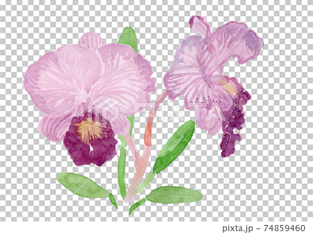 Cattleya カトレア 74859460
