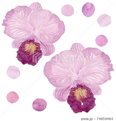 カトレアの花と水玉の水彩イラストのイラスト素材