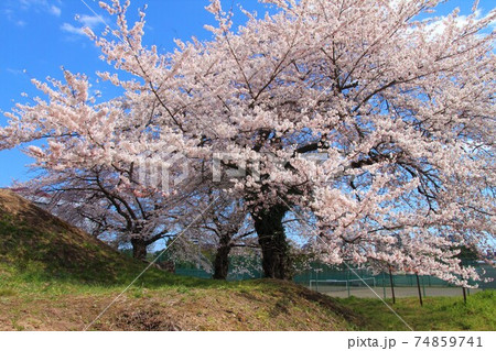 兜塚古墳の桜の風景　（宮城県仙台市太白区根岸町） 74859741