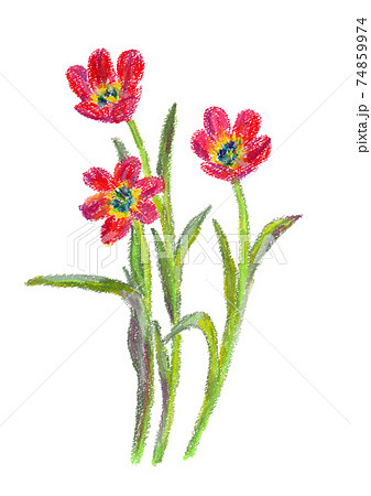 ひらいた赤いチューリップの花のクレヨンイラストのイラスト素材