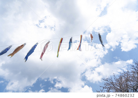 大宇陀岩端の桜と鯉のぼり 74860232