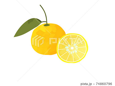 ユズ 柚子 ゆずのイラスト素材