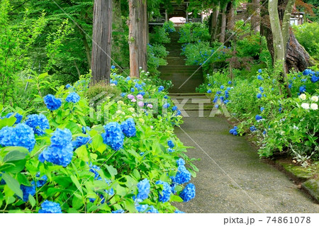 アジサイ咲く高源院 74861078