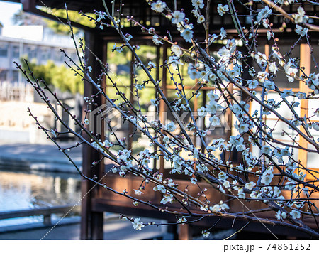 明治期屋敷に咲く梅の花 74861252