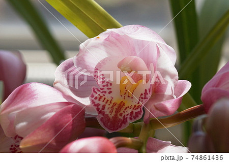 シンビジウム　Cymbidium 74861436