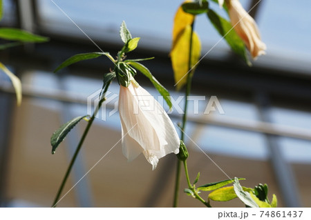 うなずきひめふよう　Sleeping Hibiscus 74861437