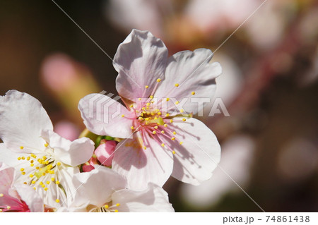 玉縄桜 Prunus x yedoensis 'Tamanawa-zakura' 玉縄桜 Prunus x yedoensis 'Tamanawa-zakura' 74861438