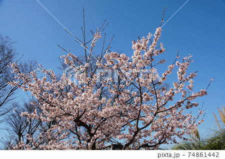 玉縄桜 Prunus x yedoensis 'Tamanawa-zakura' 玉縄桜 Prunus x yedoensis 'Tamanawa-zakura' 74861442